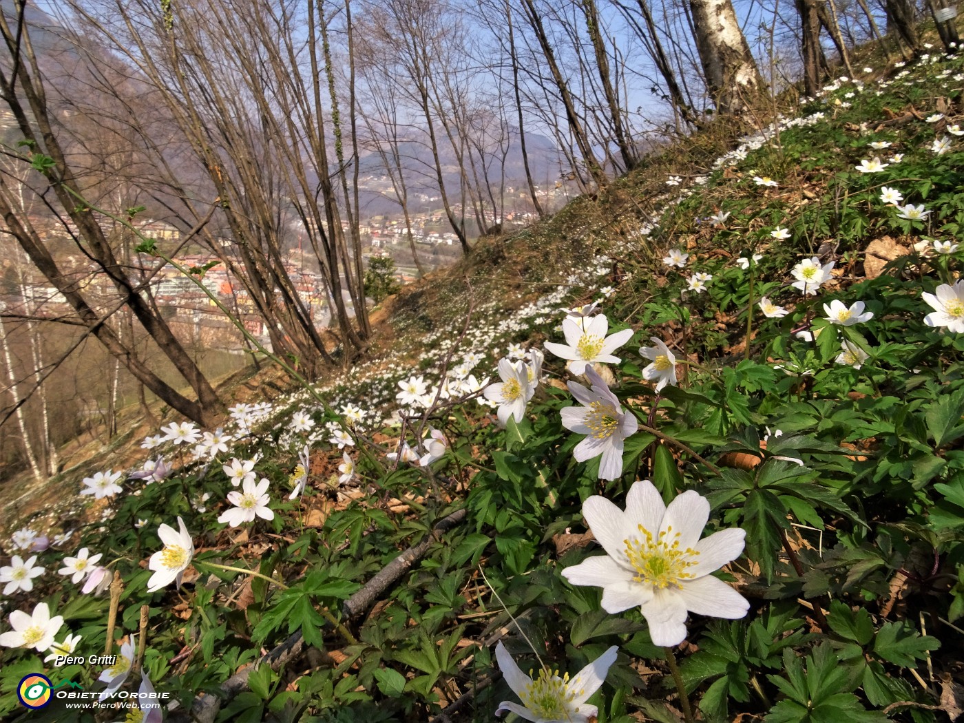 02 Distese  di anemone dei boschi (Anemonoides nemorosa).JPG